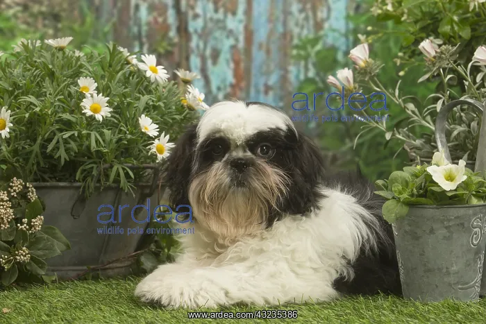 : Shih Tzu dog outside in the garden : Shih Tzu dog outside in the garden