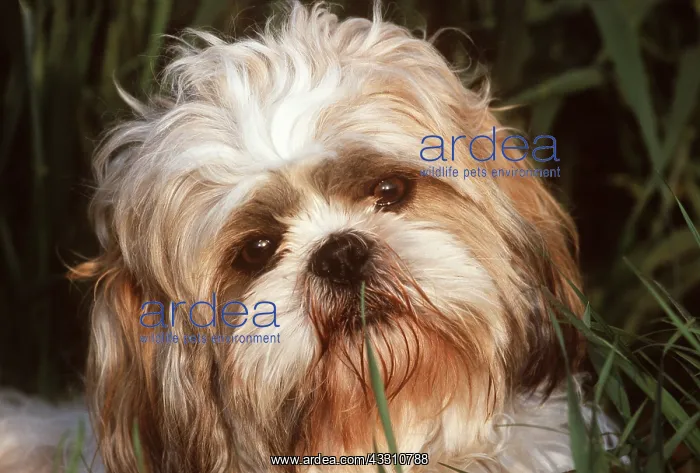 : SHIH-TZU DOG - portrait close up : SHIH-TZU DOG - portrait close up