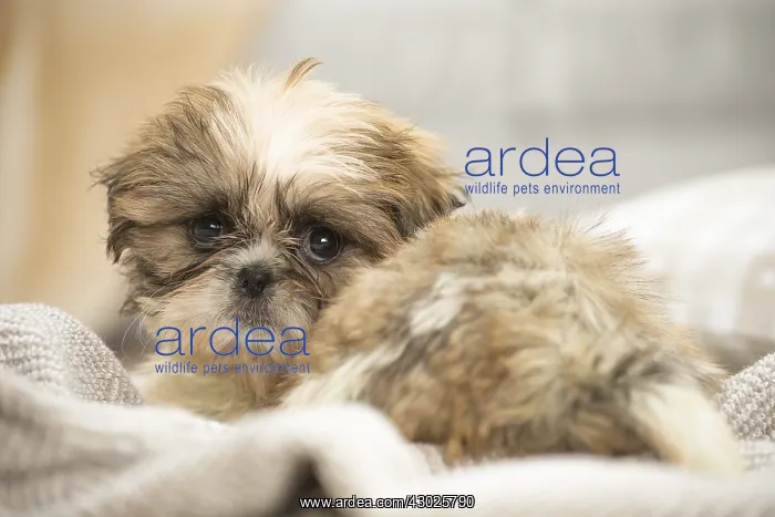  : Shih Tzu Dog, puppy