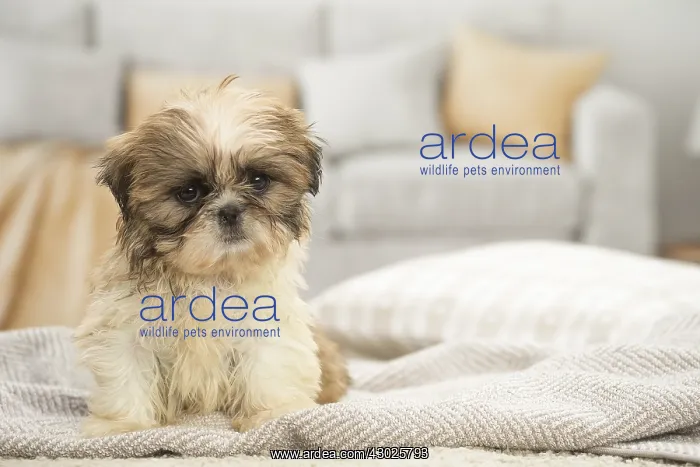  : Shih Tzu Dog, puppy