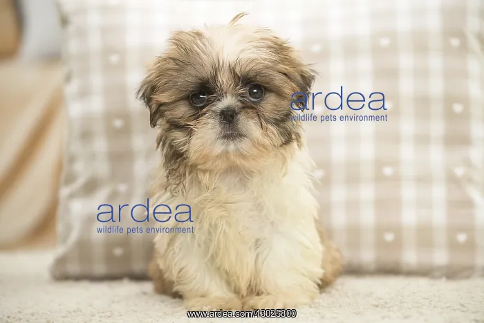  : Shih Tzu Dog, puppy