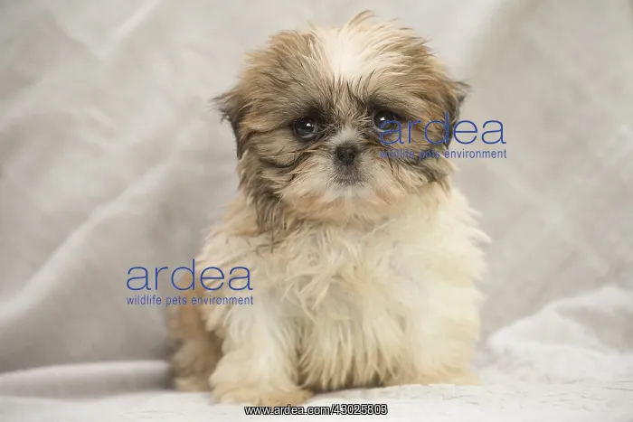  : Shih Tzu Dog, puppy