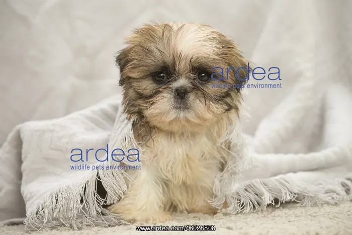  : Shih Tzu Dog, puppy
