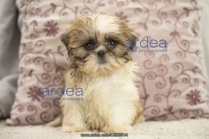  : Shih Tzu Dog, puppy