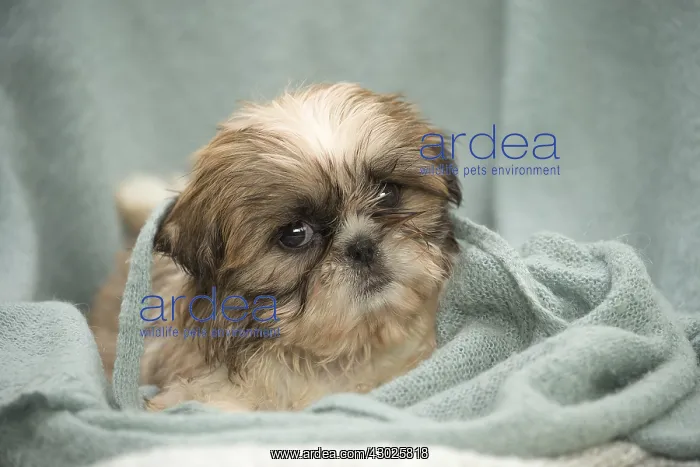  : Shih Tzu Dog, puppy