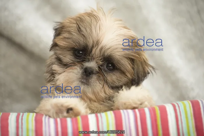  : Shih Tzu Dog, puppy
