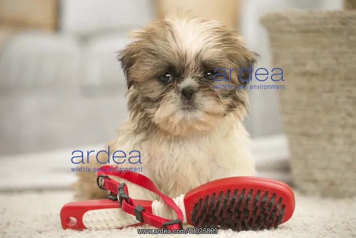 : Shih Tzu Dog, puppy : Shih Tzu Dog, puppy