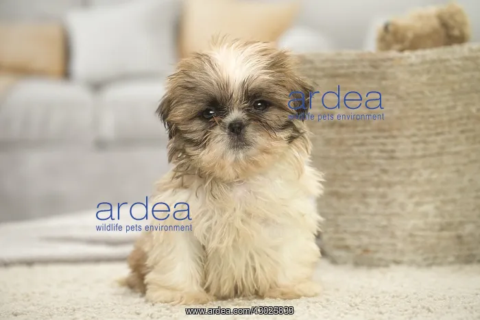  : Shih Tzu Dog, puppy