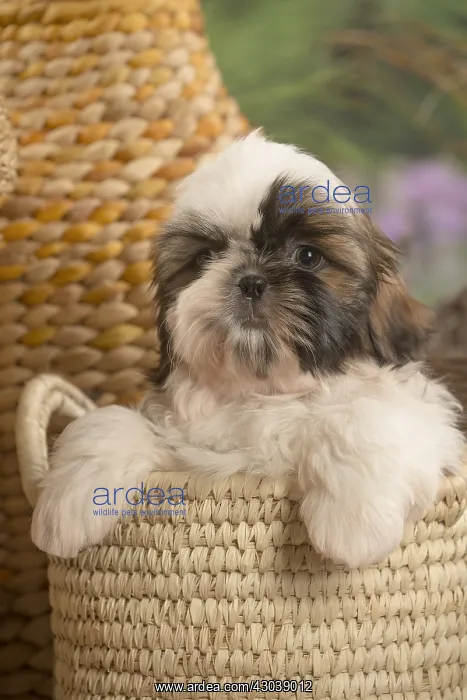  : Shih Tzu Dog puppy