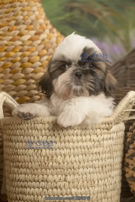  : Shih Tzu Dog puppy