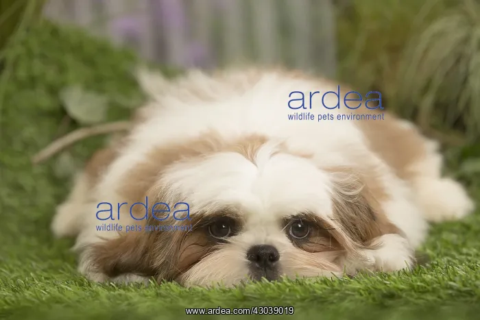  : Shih Tzu Dog puppy