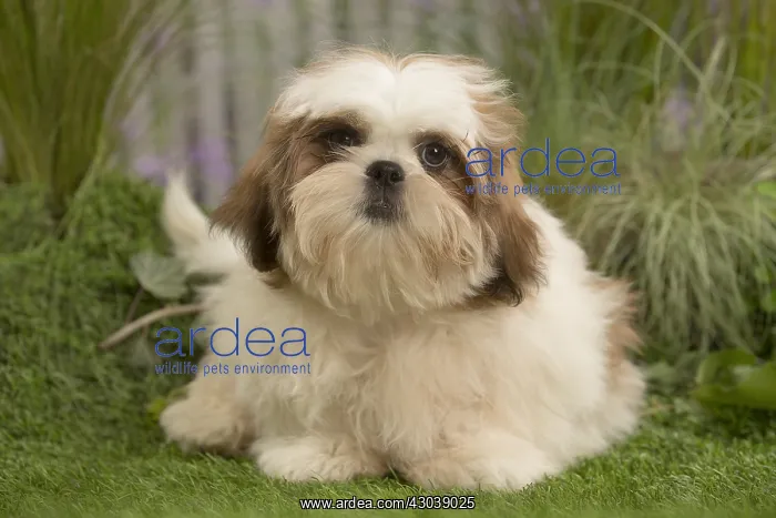 : Shih Tzu Dog puppy