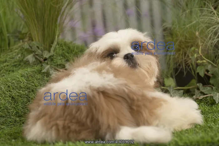  : Shih Tzu Dog puppy