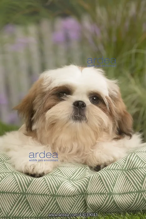  : Shih Tzu Dog puppy