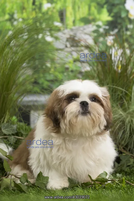  : Shih Tzu Dog puppy