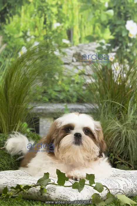  : Shih Tzu Dog puppy