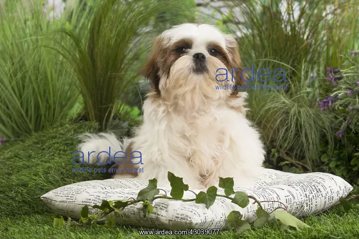  : Shih Tzu Dog puppy