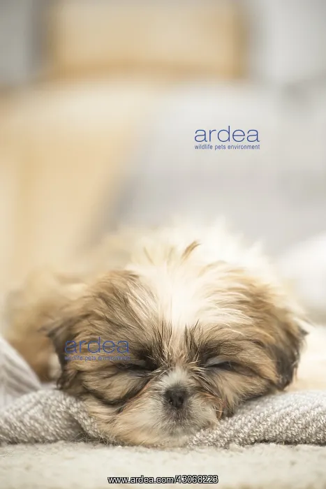  : Shih Tzu Dog, puppy