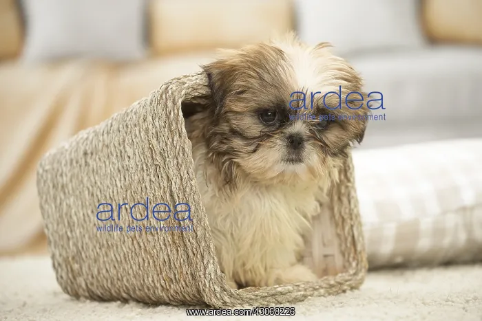  : Shih Tzu Dog, puppy