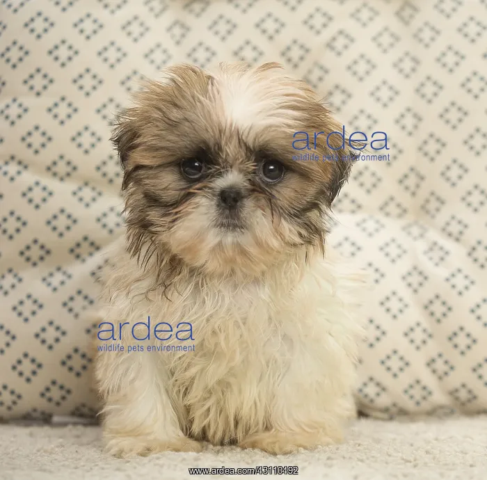 : Shih Tzu Dog, puppy