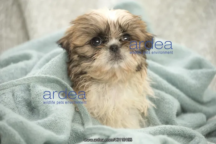  : Shih Tzu Dog, puppy