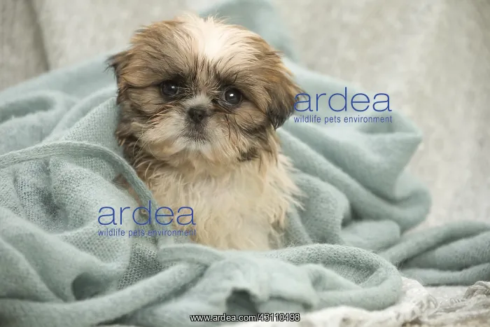  : Shih Tzu Dog, puppy