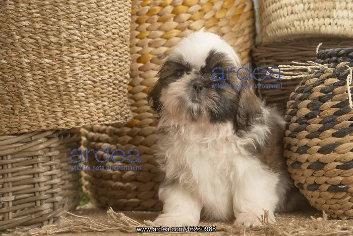  : Shih Tzu Dog puppy