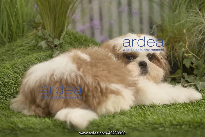  : Shih Tzu Dog puppy