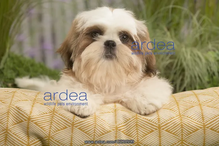  : Shih Tzu Dog puppy