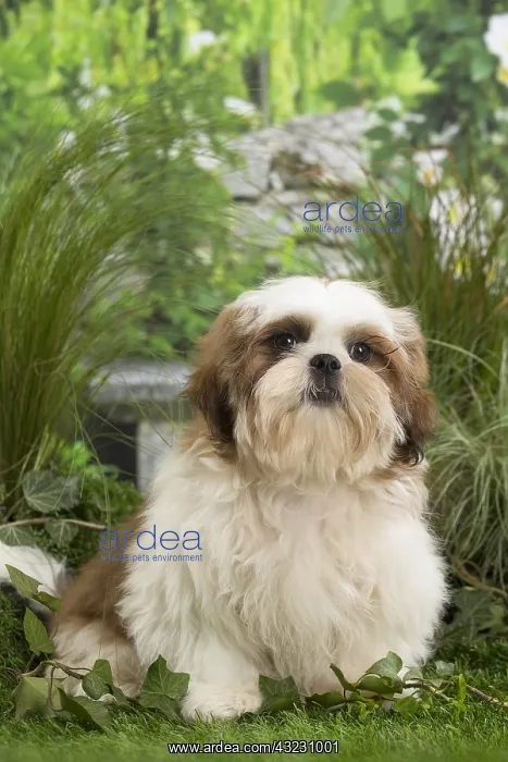  : Shih Tzu Dog puppy