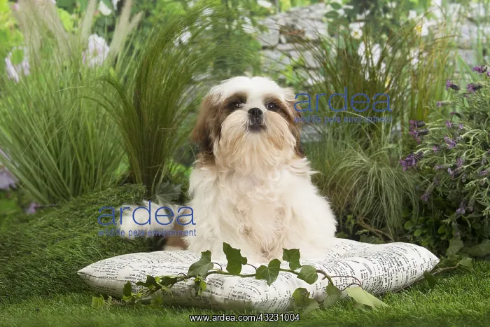  : Shih Tzu Dog puppy