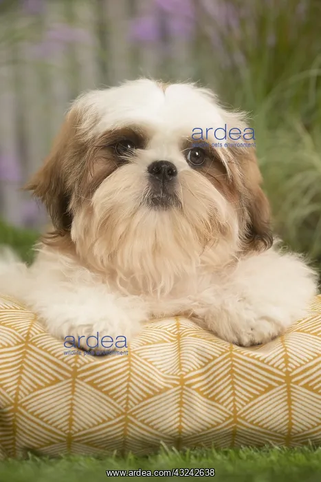  : Shih Tzu Dog puppy