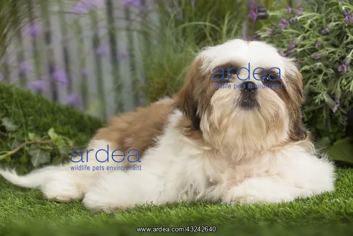  : Shih Tzu Dog puppy