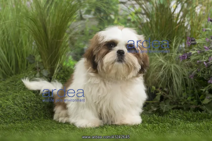  : Shih Tzu Dog puppy