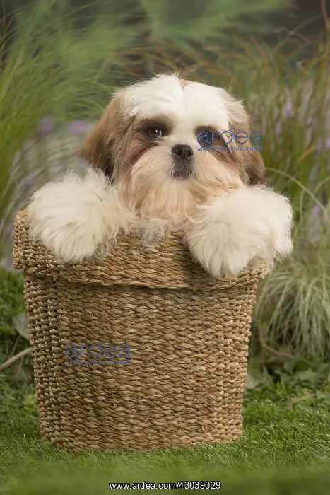  : Shih Tzu Dog puppy in basket