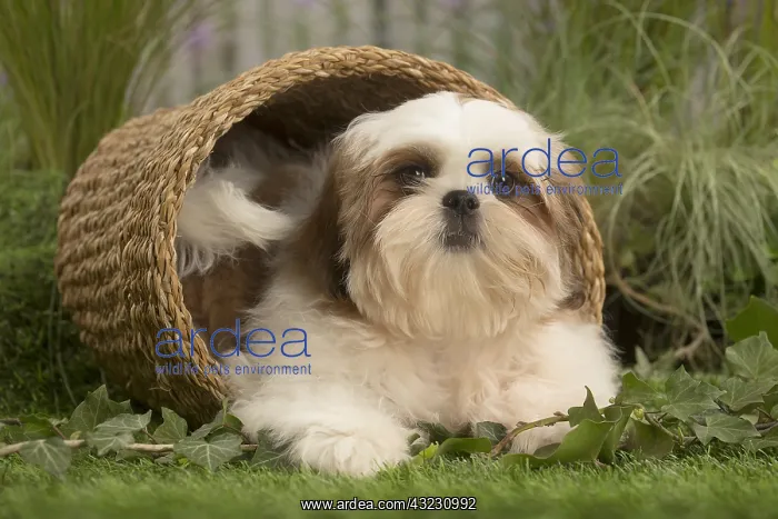  : Shih Tzu Dog puppy in basket