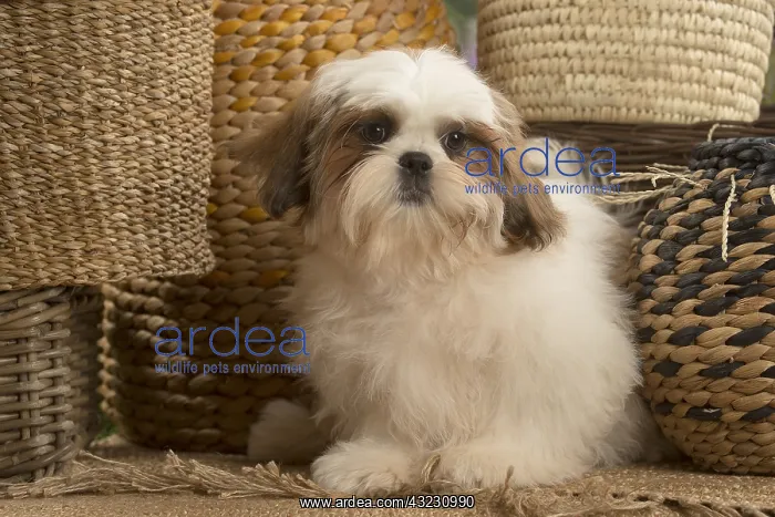  : Shih Tzu Dog puppy with baskets