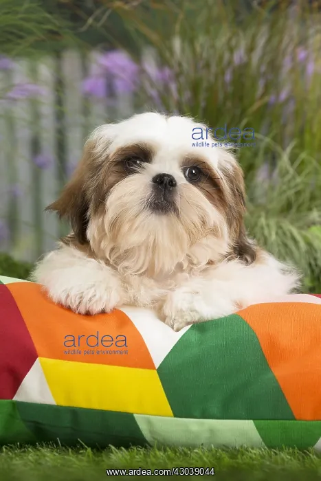  : Shih Tzu Dog puppy on cushion