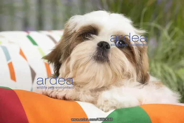  : Shih Tzu Dog puppy on cushion