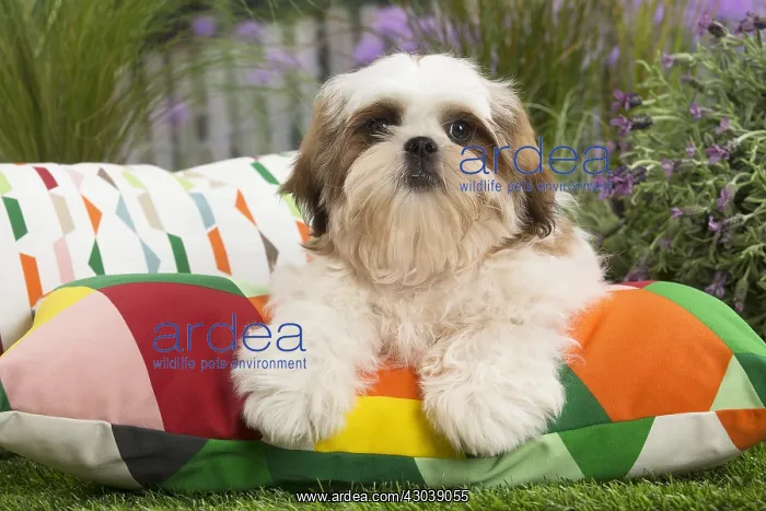  : Shih Tzu Dog puppy on cushion