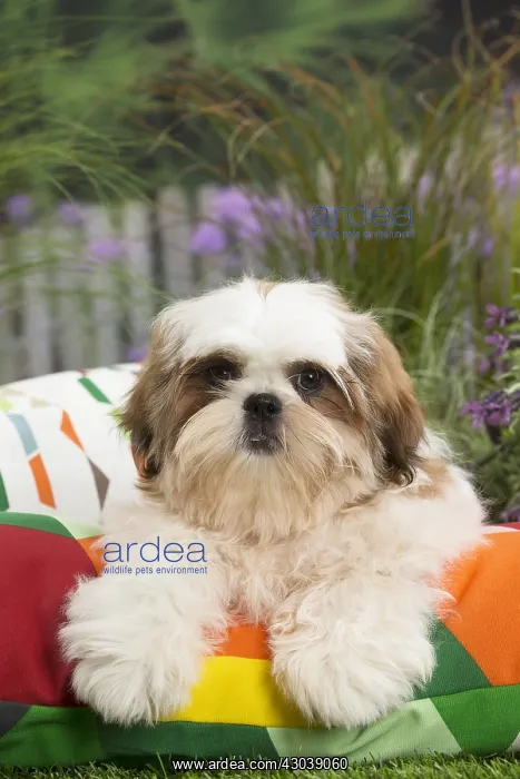  : Shih Tzu Dog puppy on cushion
