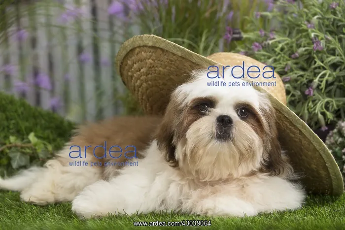  : Shih Tzu Dog puppy with straw hat