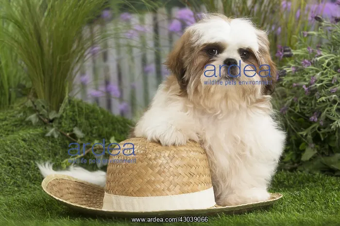  : Shih Tzu Dog puppy with straw hat