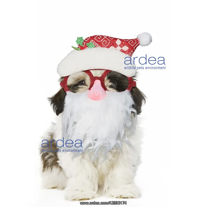 : Shih Tzu Dog, puppy wearing Father Christmas glasses : Shih Tzu Dog, puppy wearing Father Christmas glasses