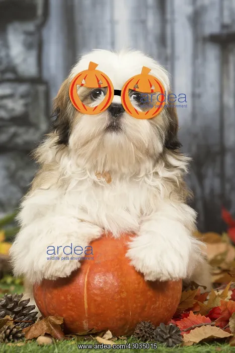 : Shih Tzu Dog, puppy wearing pumpkin glasses : Shih Tzu Dog, puppy wearing pumpkin glasses