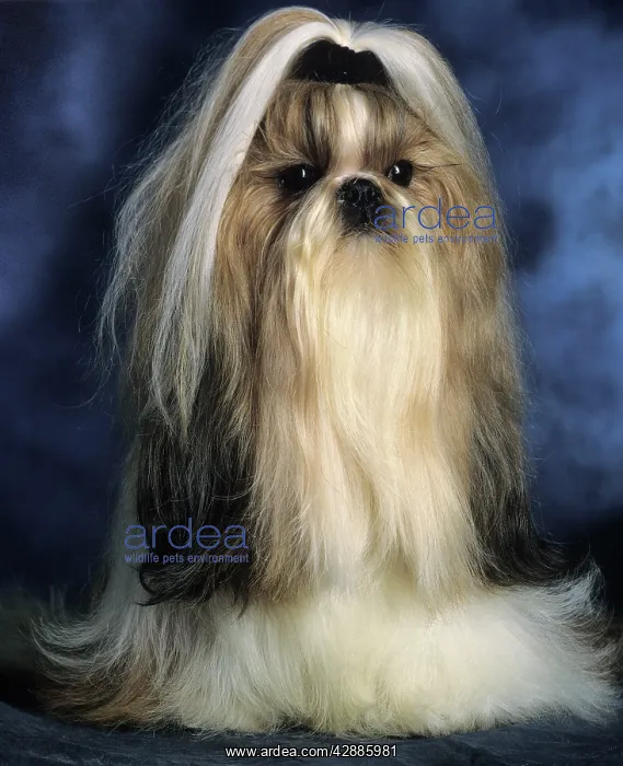 : Shih-Tzu DOG - with ribbon in hair : Shih-Tzu DOG - with ribbon in hair
