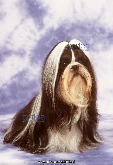 : Shih-tzu DOG - sitting : Shih-tzu DOG - sitting