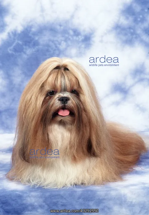 : SHIH-TZU DOG - sitting : SHIH-TZU DOG - sitting