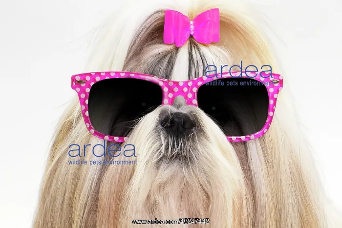 : Shih Tzu Dog wearing sunglasses with pink bow : Shih Tzu Dog wearing sunglasses with pink bow