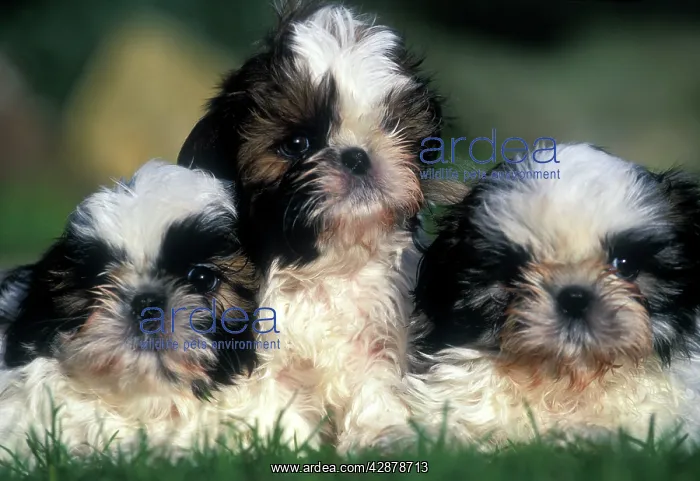  : Shih-tzu Dogs - 3 Puppies together